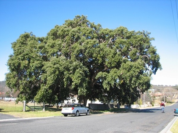 Cork oak at Tenterfield, northern NSW, planted 1861
